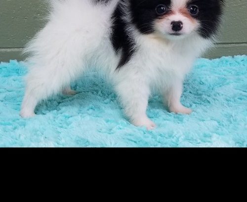 Pomeranian puppies Available for sale