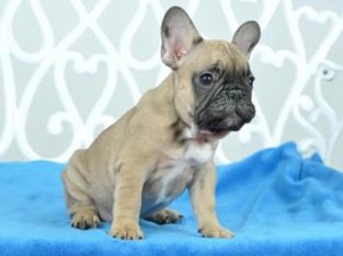 French Bulldog puppies Available for sale
