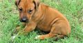 Rhodesian Ridgeback
