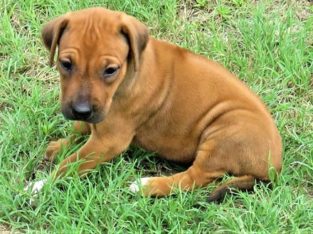 Rhodesian Ridgeback