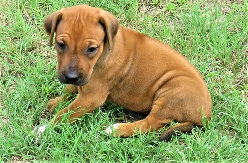 Rhodesian Ridgeback
