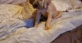Cane Corso Italiano puppies Available for sale
