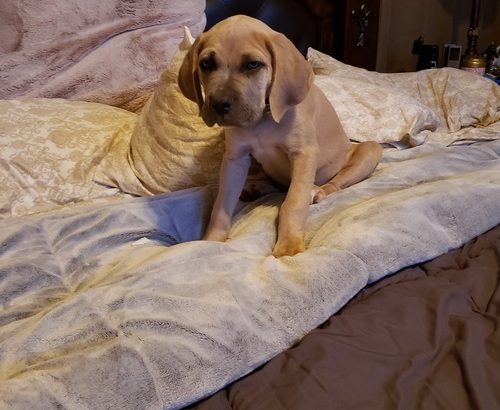 Cane Corso Italiano puppies Available for sale