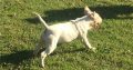 Register bull Terrier pups for sale.