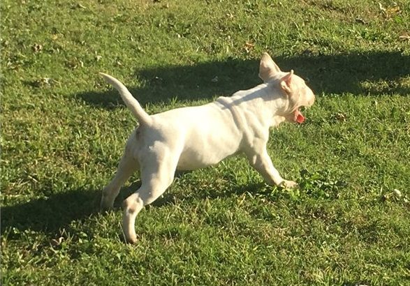 Register bull Terrier pups for sale.