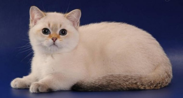 British shorthair kitten