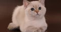 British shorthair kitten