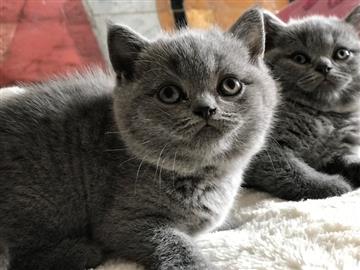 British shorthair kitten