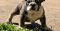 English Bulldog puppies for sale