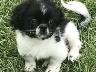 English Springer Spanie