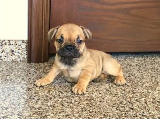 French Bulldog