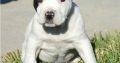 pit bull terre Available for sale