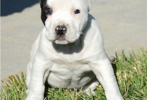 pit bull terre Available for sale