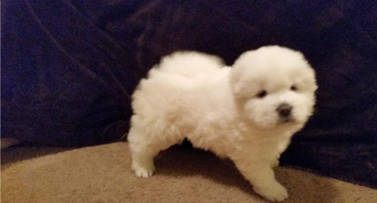 chow chow puppies Available for sale