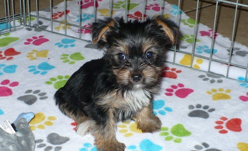 Teacup Yorkie puppies Available for sale