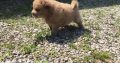 chow chow puppies