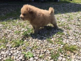 chow chow puppies
