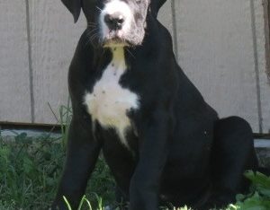 Boerboel Puppies