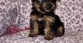 Teacup Yorkie puppies Available for sale