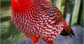 Tragopans Pheasants Fowls