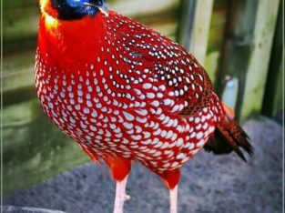 Tragopans Pheasants Fowls