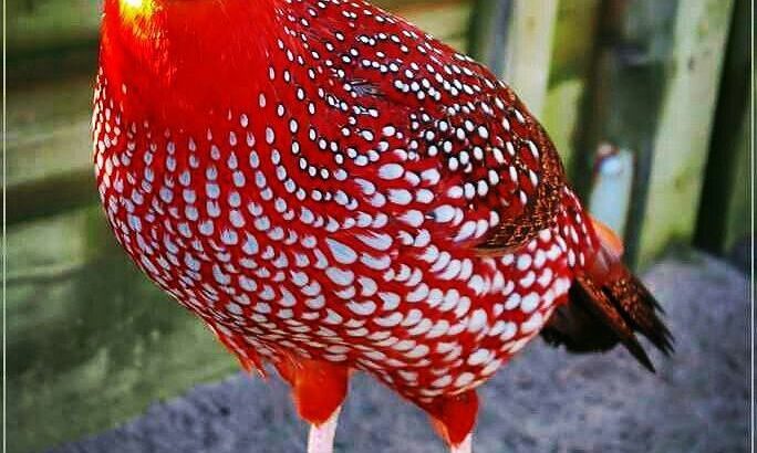 Tragopans Pheasants Fowls