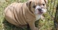 English Bulldog puppies for sale