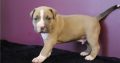 pit bull terre Available for sale