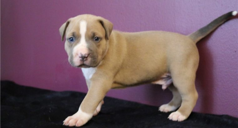 pit bull terre Available for sale