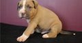pit bull terre