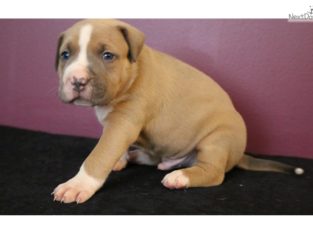 pit bull terre