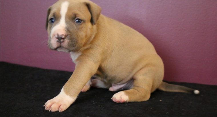 pit bull terre