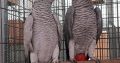 TWO AFRICAN GREY PARROTS FOR ADOPTION