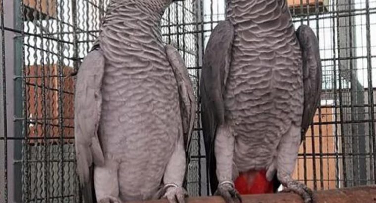 TWO AFRICAN GREY PARROTS FOR ADOPTION