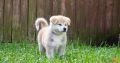 AKITA