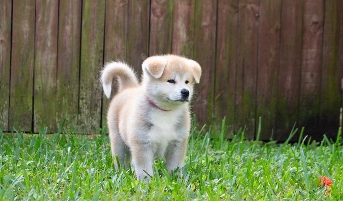 AKITA