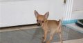 Chihuahua puppies for sale