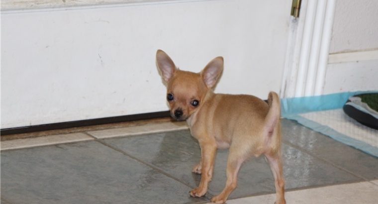 Chihuahua puppies for sale