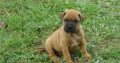 Bullmastiff Puppies