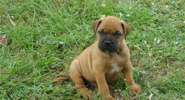 Bullmastiff Puppies