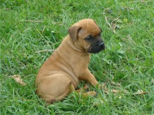 Bullmastiff Puppies