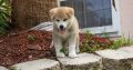 AKITA