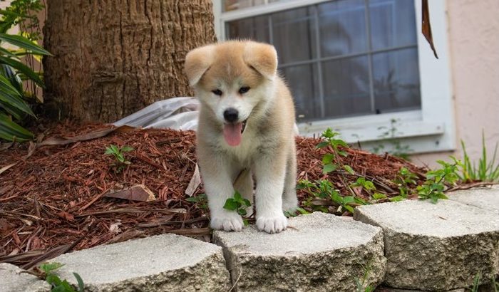AKITA
