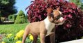 Bull Terrier puppies Available for sale