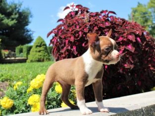 Bull Terrier puppies Available for sale