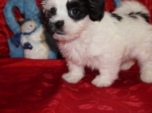 Havanese puppies for sale