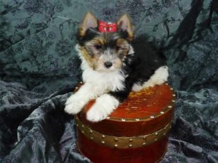 Biewer terrier puppies for sale