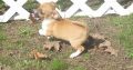 Chihuahua puppies for sale