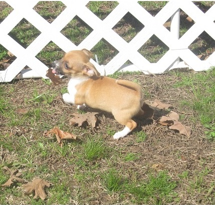 Chihuahua puppies for sale