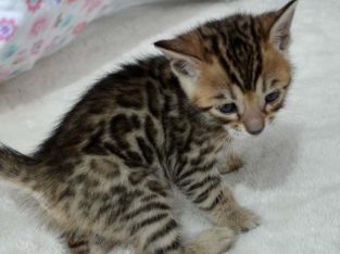 Bengal kitten
